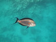 Red Sea Surgeon Fish