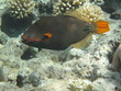 Trigger fish