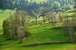 Foto: Schwarzwald Hang1 Schwarzwald Hang1
