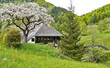 Foto: Schwarzwald 2 Schwarzwald 2