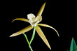 Orchid