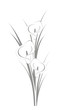 Callas in graphic style