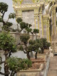 Bonsai v kráľovskom paláci v Bangkoku (Thajsko)