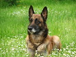 Berger Belge