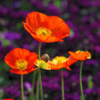 Islandmohn