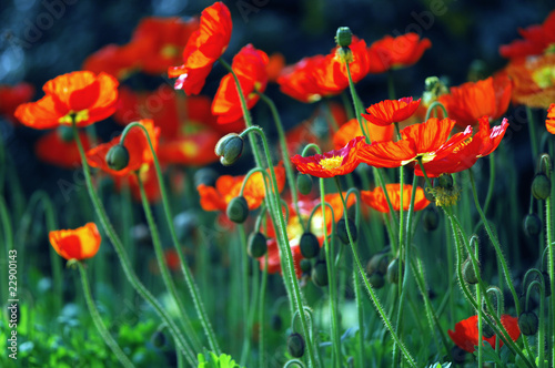 Foto: Papaver nudicaule - Islandmohn Papaver nudicaule - Islandmohn