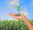 corn as a gift of agriculture corn as a gift of agriculture