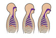 Human respitory system in vector