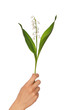 lily of the valley