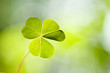 clover