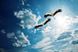 stork