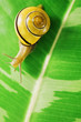 snail