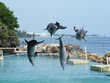 Happy Dolphins