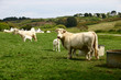 vaches
