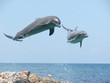 Two bottlenose dolphins jumping up out of water