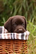 Chocolate labrador retriever puppy