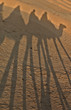 Shadows of camels in Sahara desert.