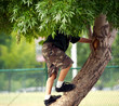 kid climbing a tree
