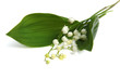 Muguet