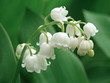 lily of the valley lily of the valley