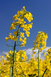 Rapsblüten in Rapsfeld, Canola flowers Rapsblüten in Rapsfeld, Canola flowers