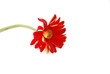 Wilted Flower