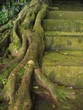 Racines d'arbre contre un escalier