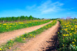 rural road in field