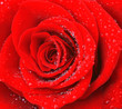 Red rose