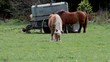 Chevaux qui mangent Chevaux qui mangent