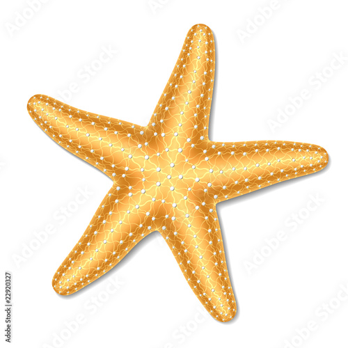 Starfish. Vector Illustration.