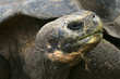 Giant turtle. Galápagos Island. Ecuador. Southamerica