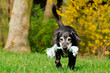 Alter Hund mit Spielzeug