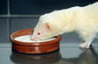 furet blanc en train de boire du lait