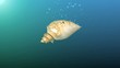 abstract blue background with falling rotating seashell abstract blue background with falling rotating seashell