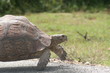 SChildkröte