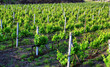 Vineyard