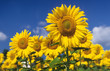 Sonnenblumen