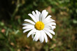 white flower ©