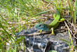 lizard in the grass