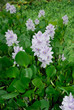 Water hyacinth - (Eichhornia crassipes)
