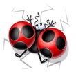 ladybug crushed