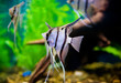 Beautiful fish