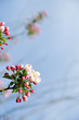 Early spring apple blossoms ready to bloom