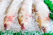 Fish on ice in the local market