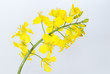 Rapsblüte