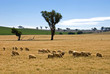 Grazing Sheep