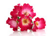 Bouquet d'églantines