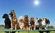 groupe de chiens au soleil