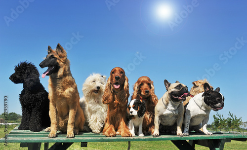Photo: groupe de chiens au soleil groupe de chiens au soleil